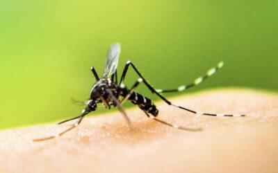 TIGERMÜCKEN: WELCHE GESUNDHEITSRISIKEN BERGEN SIE?