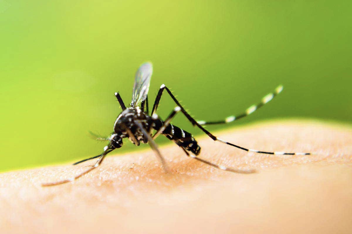 Nahaufnahme einer schwarz-weiß gestreiften Tigermücke