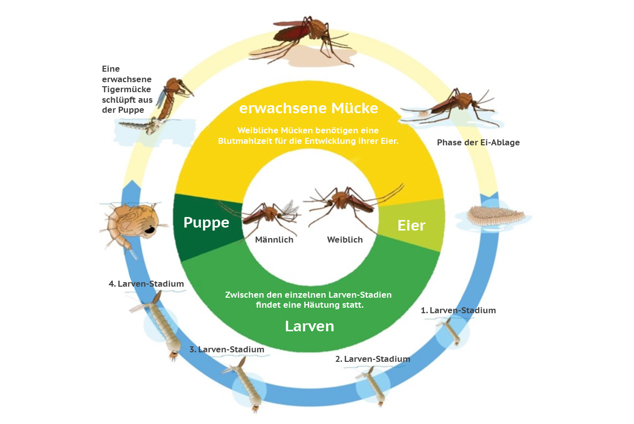 Der Lebenszyklus der Tigermücke