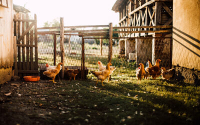 Wie werden Rote Vogelmilben bei Hühnern bekämpft?