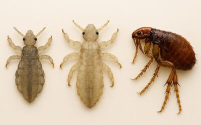 Kopfläuse, Tierläuse & Flöhe: Was krabbelt da eigentlich?