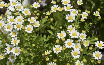 LE PYRÈTHRE, UN INSECTICIDE D’ORIGINE VÉGÉTALE*